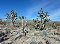 Mojave reserve (3).JPG
